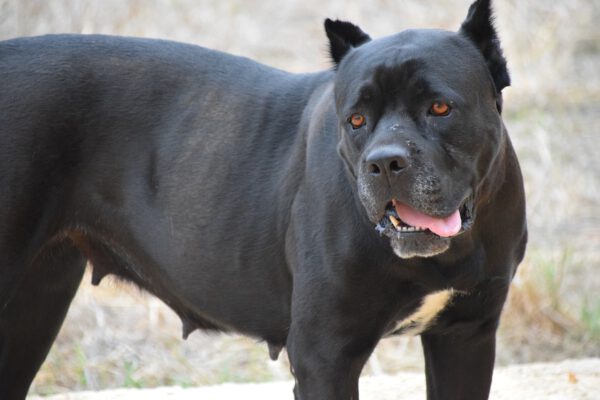 As 20 raças de cães mais altas do mundo