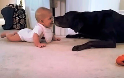 Bebê se aproxima demais da cachorra que vai direito para o rosto dela