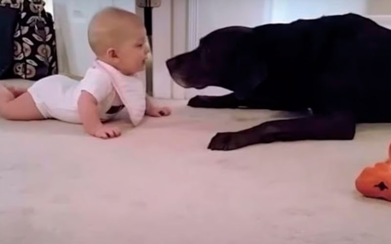 Bebê-se-aproxima-demais-da-cachorra