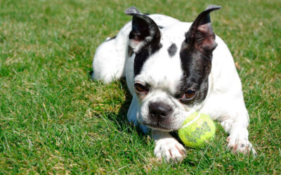 Boston-terrier