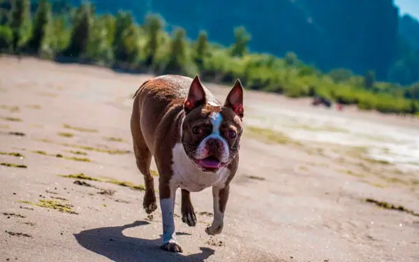 Boston terrier - saiba tudo sobre a raça