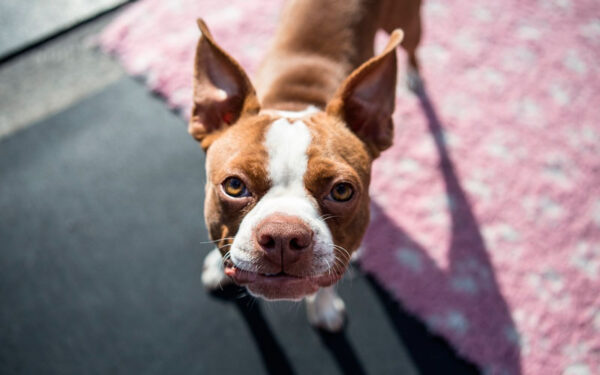 Boston terrier - saiba tudo sobre a raça