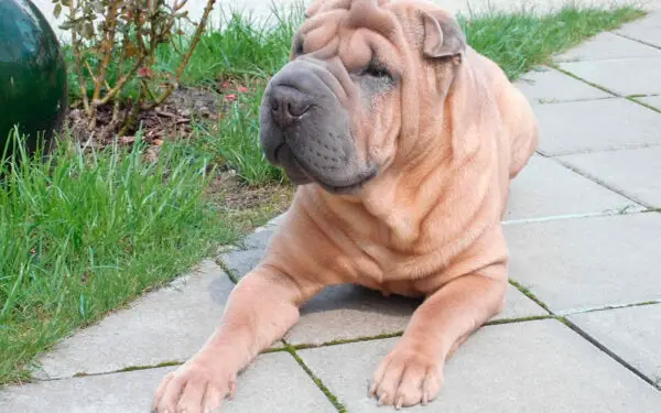 Shar-pei - saiba tudo sobre a raça