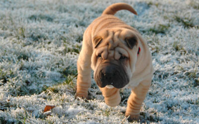 Shar-pei – saiba tudo sobre a raça