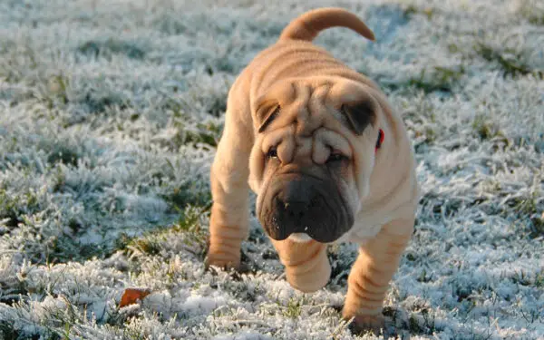 Shar-pei - saiba tudo sobre a raça