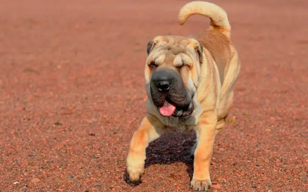 Shar-pei - saiba tudo sobre a raça