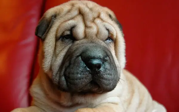 Shar-pei - saiba tudo sobre a raça