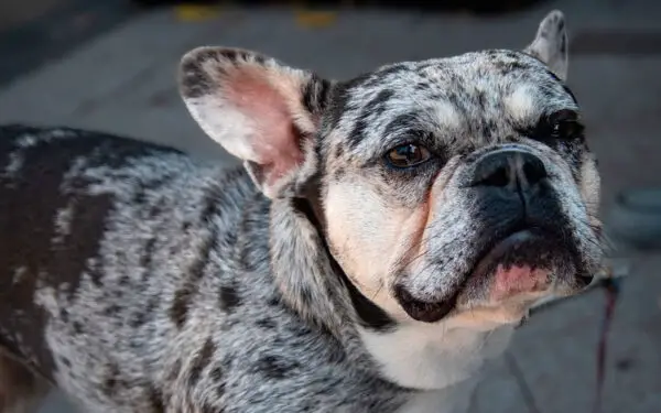 Buldogue francês - saiba tudo sobre a raça