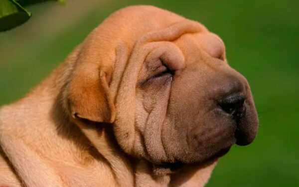 Shar-pei - saiba tudo sobre a raça