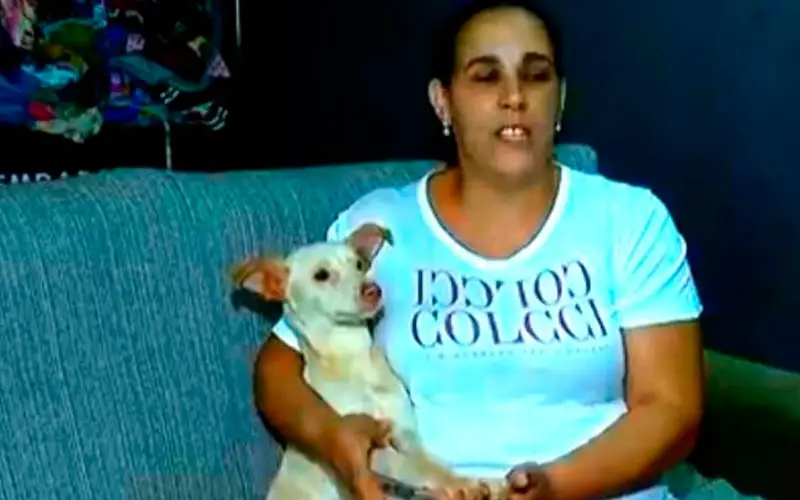 Cachorra com paralisia abandonada em sacola é resgatada por faxineira