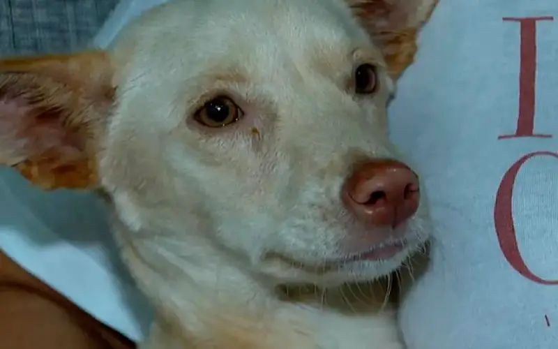 Cachorra com paralisia abandonada em sacola é resgatada por faxineira