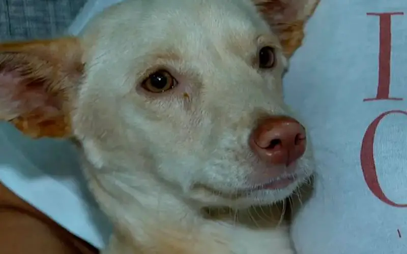 Cachorra com paralisia abandonada em sacola é resgatada por faxineira Cachorra com paralisia abandonada em sacola é resgatada por faxineira
