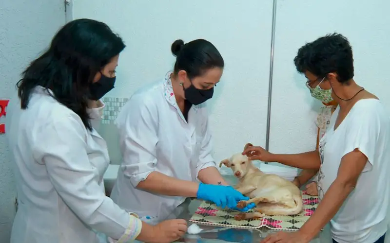 Cachorra com paralisia abandonada em sacola é resgatada por faxineira