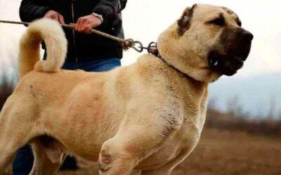 Kangal - Qual cachorro que tem a mordida mais forte