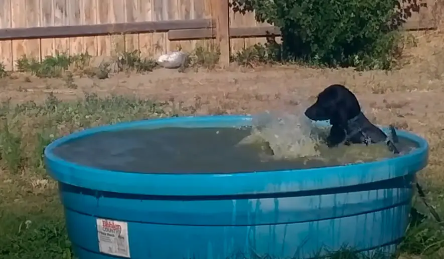 Homem flagra seu cachorro se divertindo em uma piscina de forma adorável
