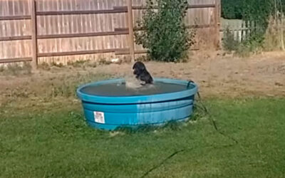 Homem flagra seu cachorro se divertindo em uma piscina de forma adorável
