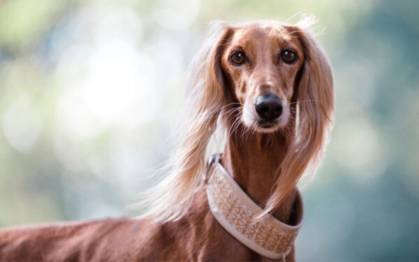 02. Saluki - Qual é a raça de cachorro mais antiga do mundo