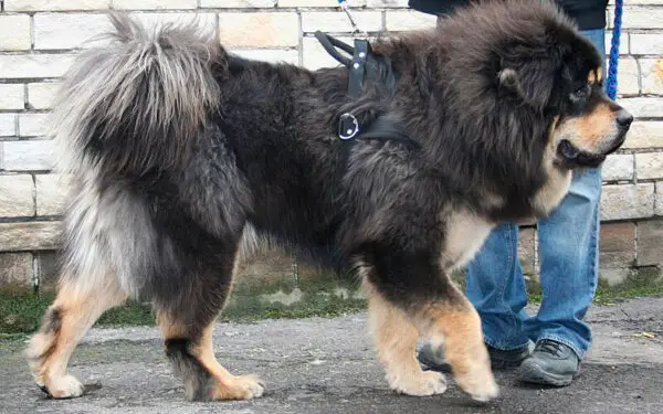 03. Mastim tibetano - Qual é a raça de cachorro mais antiga do mundo