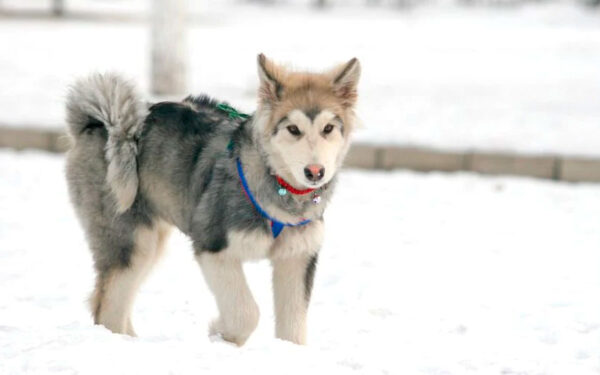 04. Husky siberiano - Qual é a raça de cachorro mais antiga do mundo