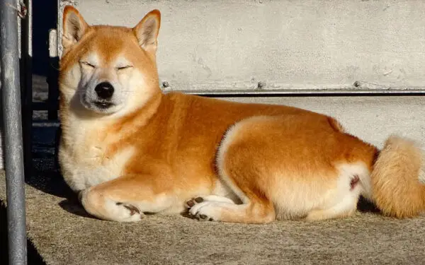 05. Shiba inu - Qual é a raça de cachorro mais antiga do mundo