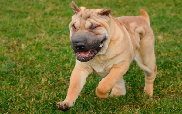 06. Shar-pei - Qual é a raça de cachorro mais antiga do mundo