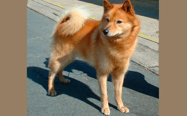 07. Spitz finlandês - Qual é a raça de cachorro mais antiga do mundo