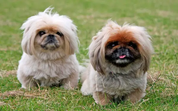 08. Spaniel japonês - Qual é a raça de cachorro mais antiga do mundo