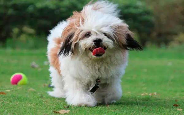 Qual é a raça de cachorro mais antiga do mundo? 09. lhasa apso - Qual é a raça de cachorro mais antiga do mundo