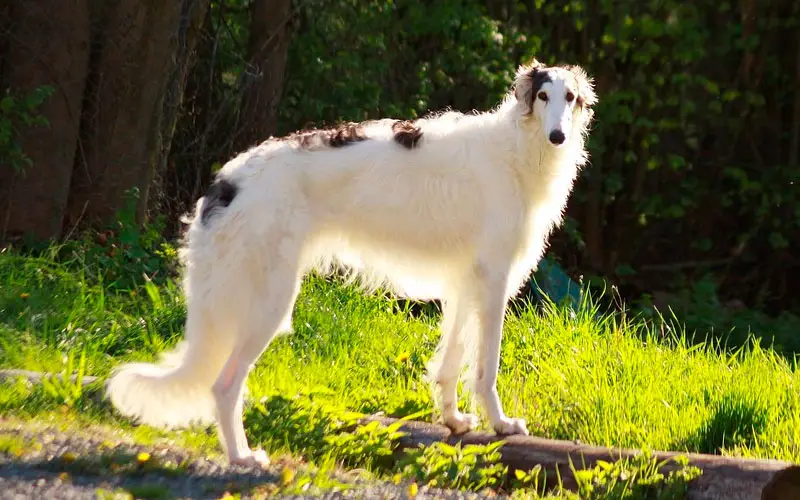 Quantas-raças-de-cachorro-existem-atualmente-11