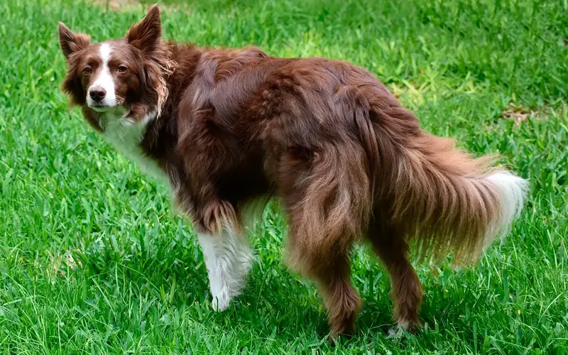 Quantas-raças-de-cachorro-existem-atualmente-2