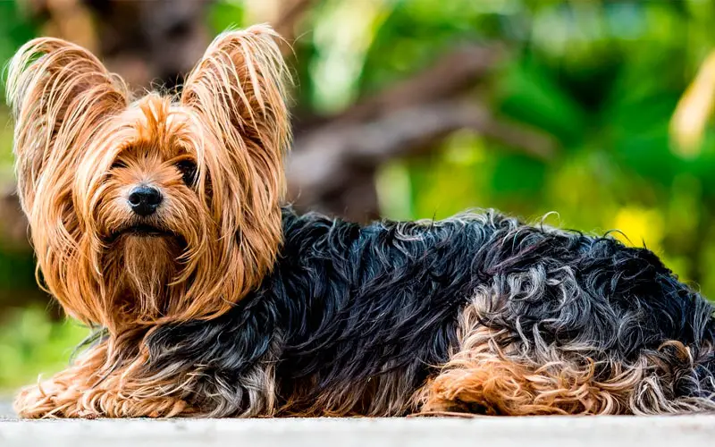 Quantas-raças-de-cachorro-existem-atualmente-4