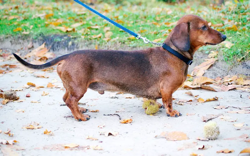 Quantas-raças-de-cachorro-existem-atualmente-5