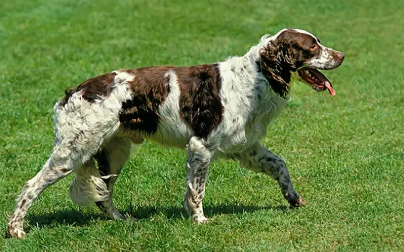 Quantas-raças-de-cachorro-existem-atualmente-8