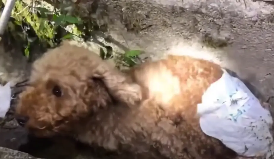Filhote de fralda "esquecido" em vala é resgatado e tem final feliz Um final feliz para uma cachorrinha deficiente 2