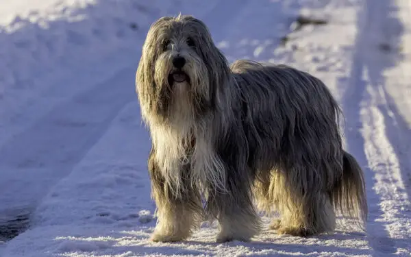 raça de cachorros mais apegadas aos donos