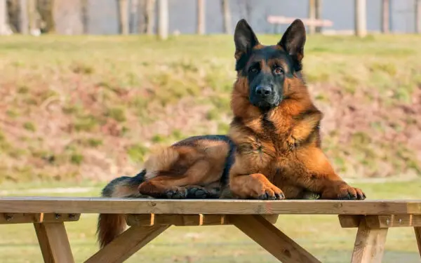 raça de cachorros mais apegadas aos donos