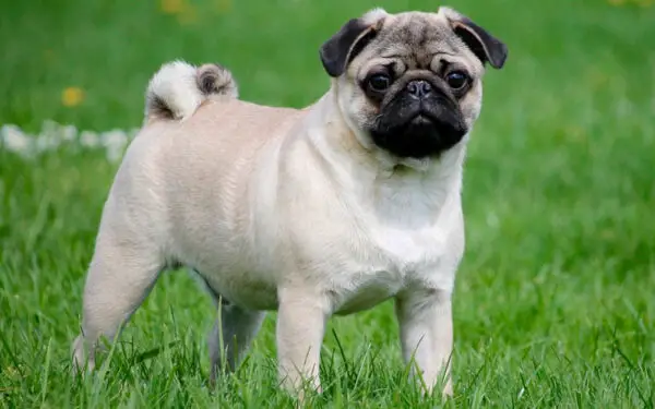 raça de cachorros mais apegadas aos donos