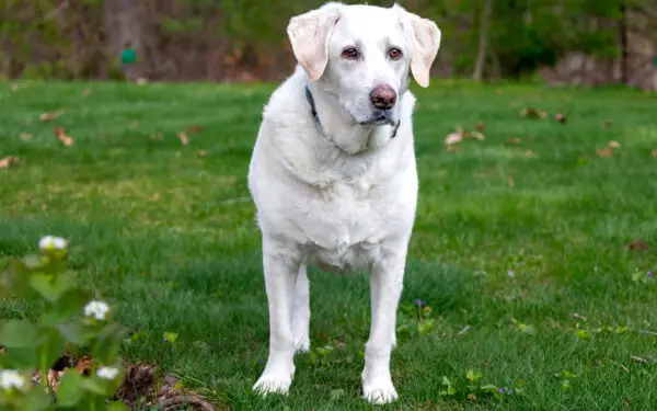 raça de cachorros mais apegadas aos donos