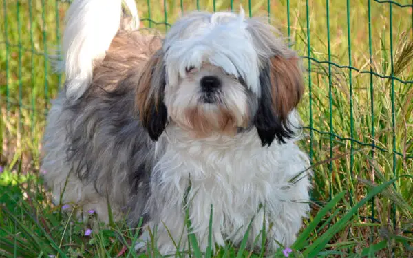 raça de cachorros mais apegadas aos donos