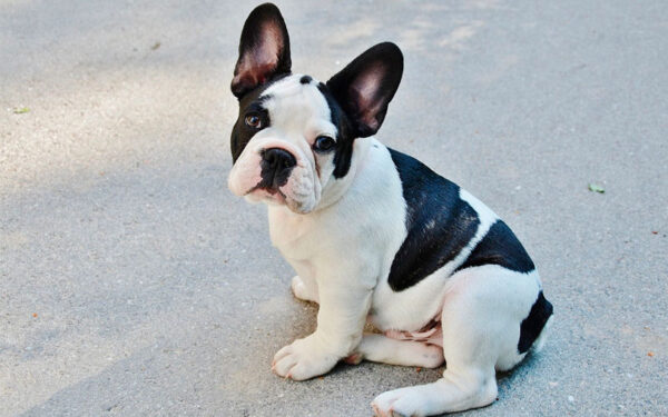 raça de cachorros mais apegadas aos donos