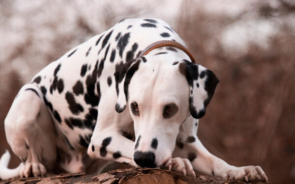 raça de cachorros mais apegadas aos donos