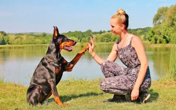 raça de cachorros mais apegadas aos donos