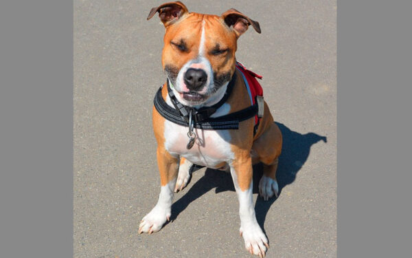 raça de cachorros mais apegadas aos donos