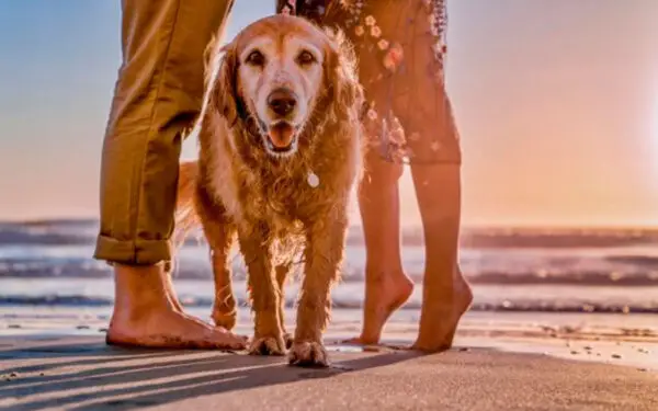 raça de cachorros mais apegadas aos donos