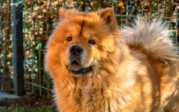 maiores mitos sobre o chow-chow