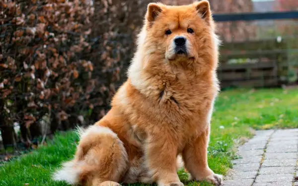 maiores mitos sobre o chow-chow