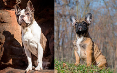 Qual a diferença entre o boston terrier e o buldogue francês?