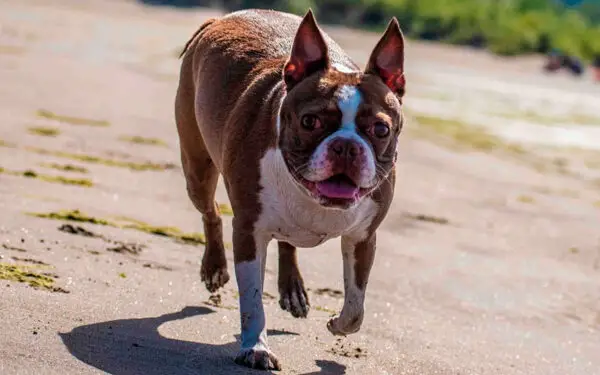 Qual a diferença entre o boston terrier e o buldogue francês?