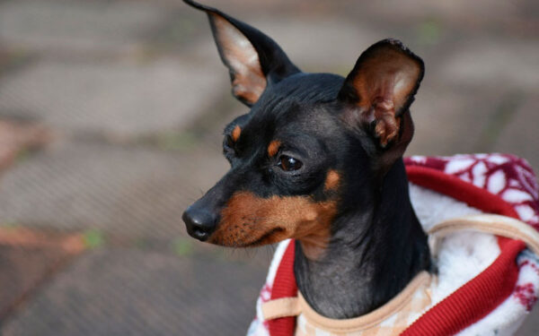 Os 6 maiores mitos sobre o pinscher miniatura