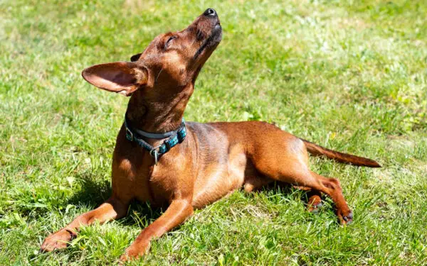 Os 6 maiores mitos sobre o pinscher miniatura